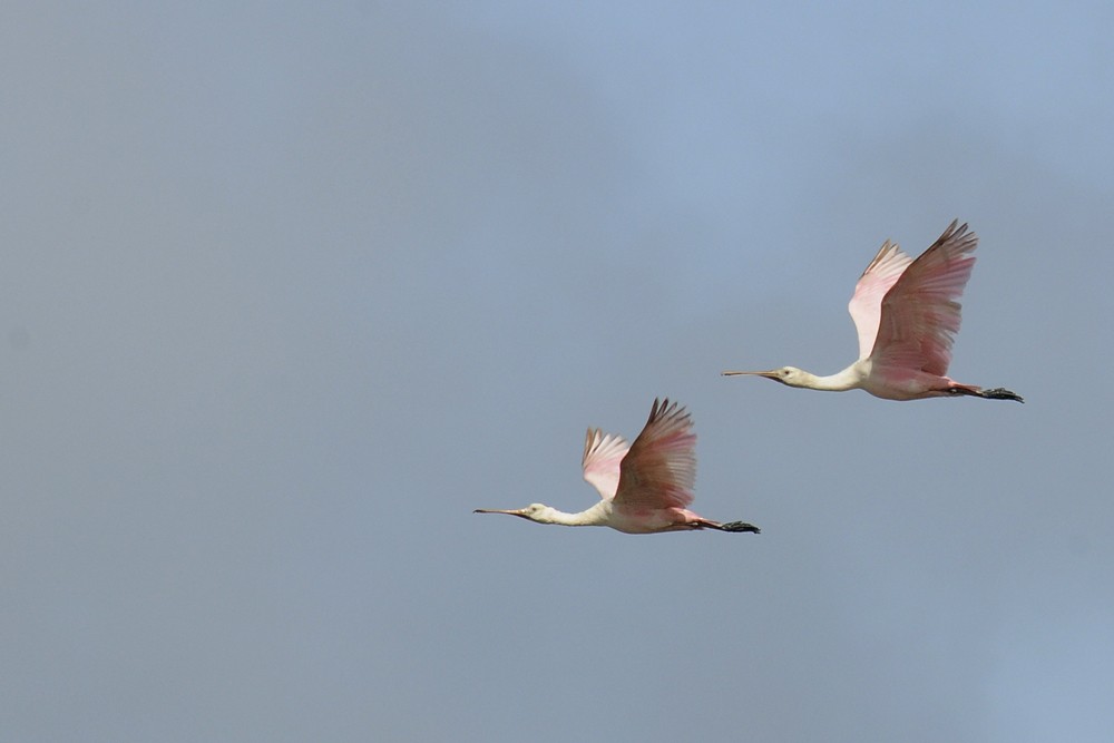 Roseate Spoonbill - ML204923581