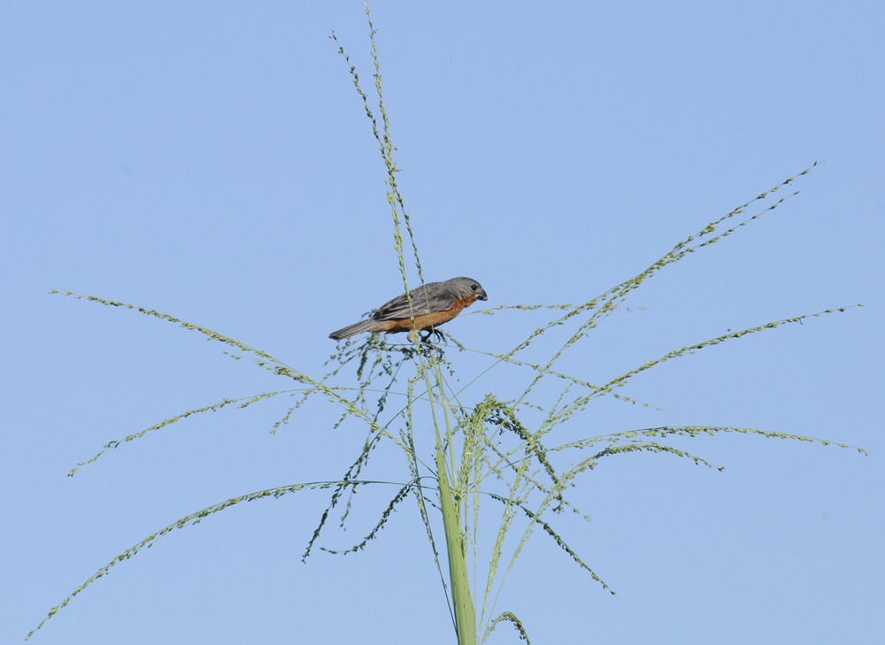 Ruddy-breasted Seedeater - Patrick Ingremeau