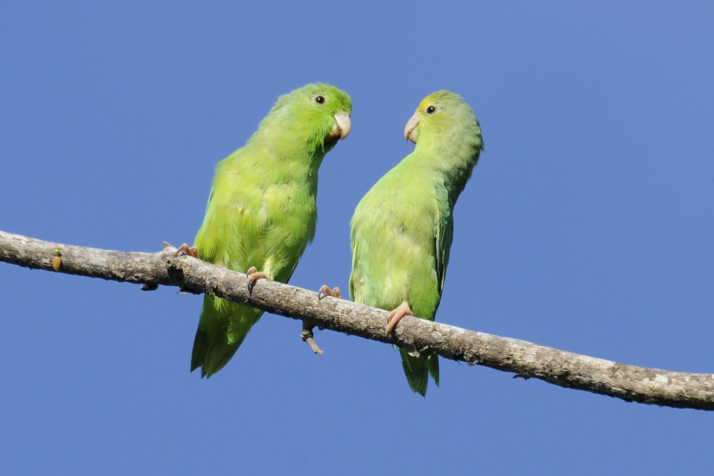 Green-rumped Parrotlet - ML204923611