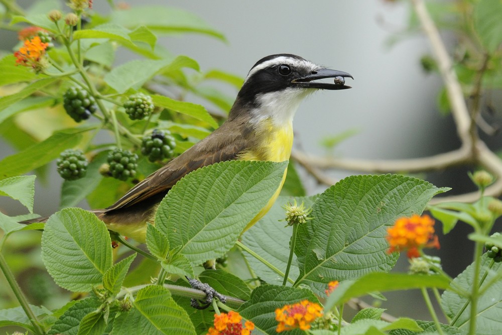 Great Kiskadee - Patrick Ingremeau