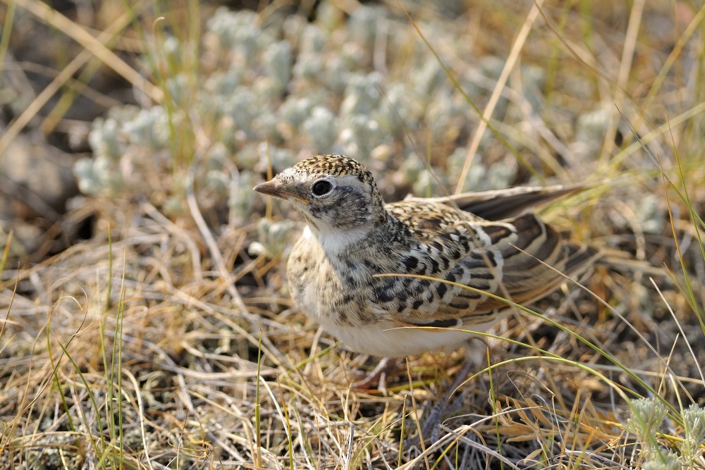 Alondra Cornuda (grupo occidentalis) - ML204923701