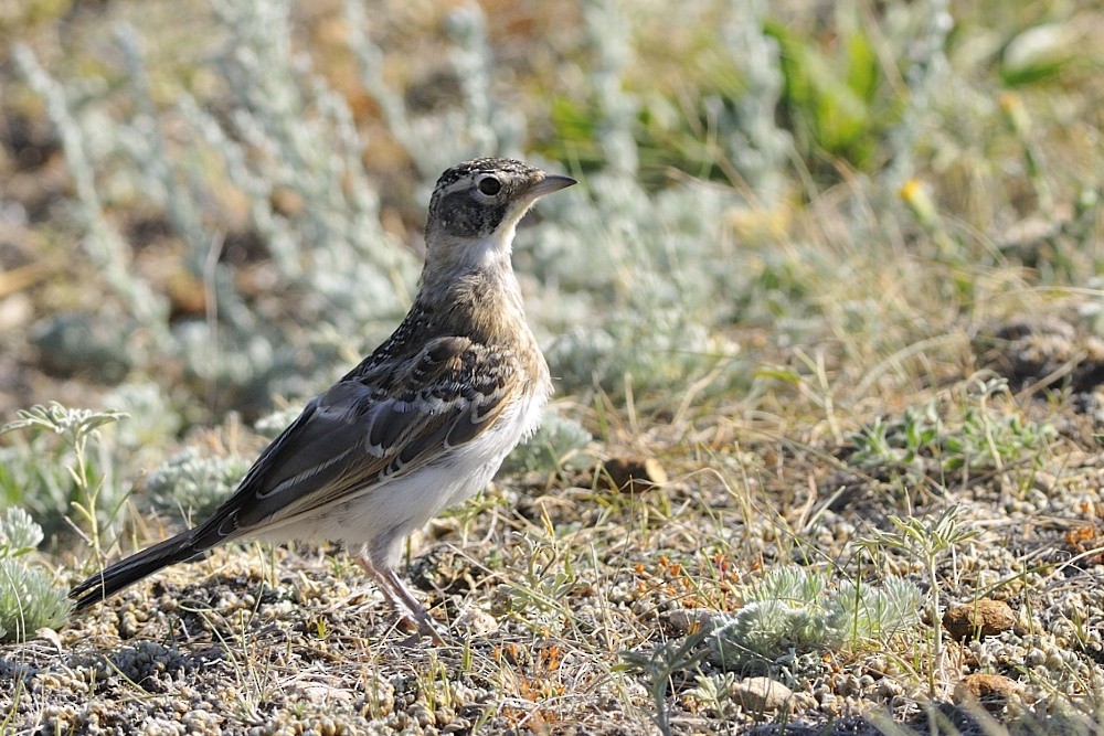 Alondra Cornuda (grupo occidentalis) - ML204923711