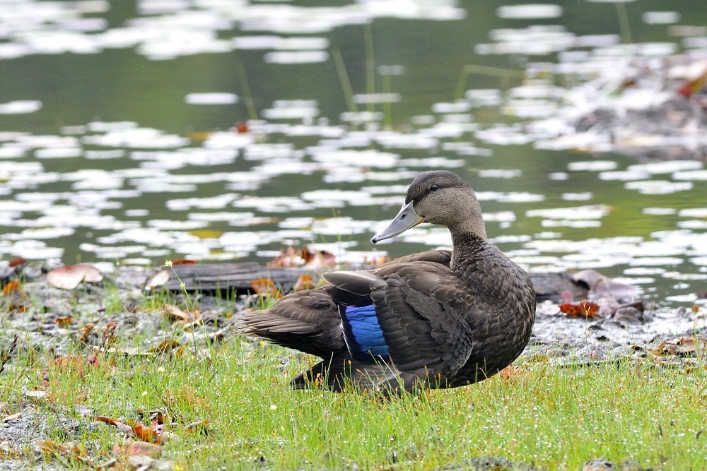 American Black Duck - ML204923801