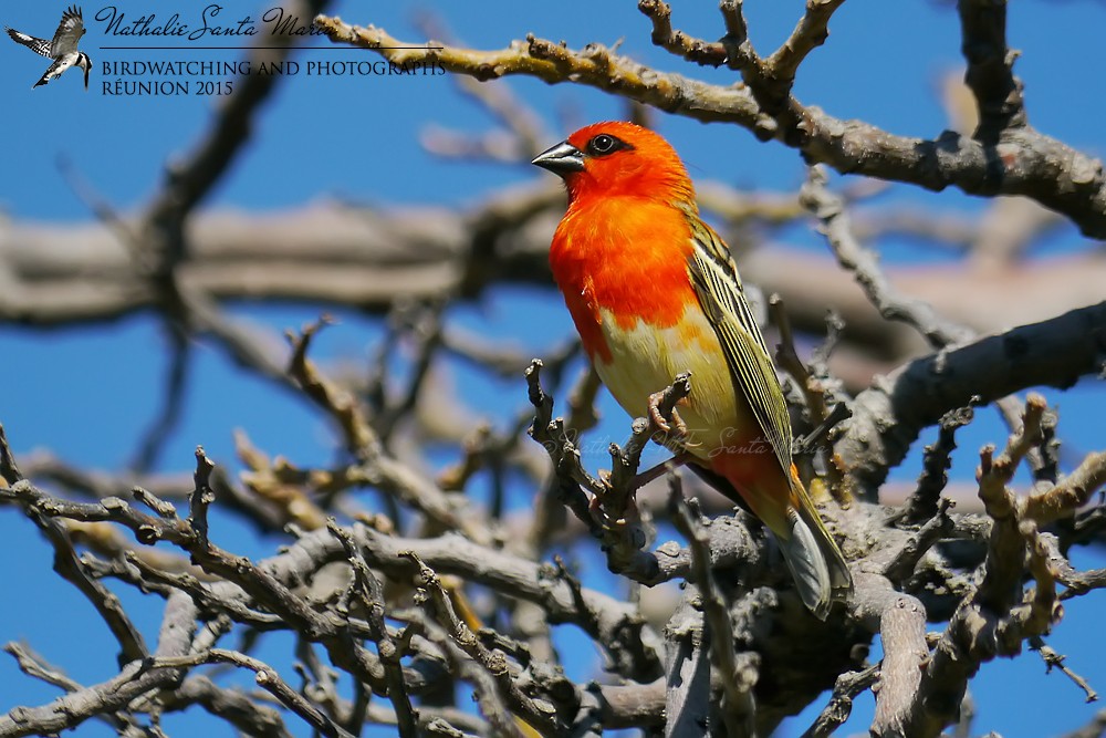 Red Fody - Nathalie SANTA MARIA