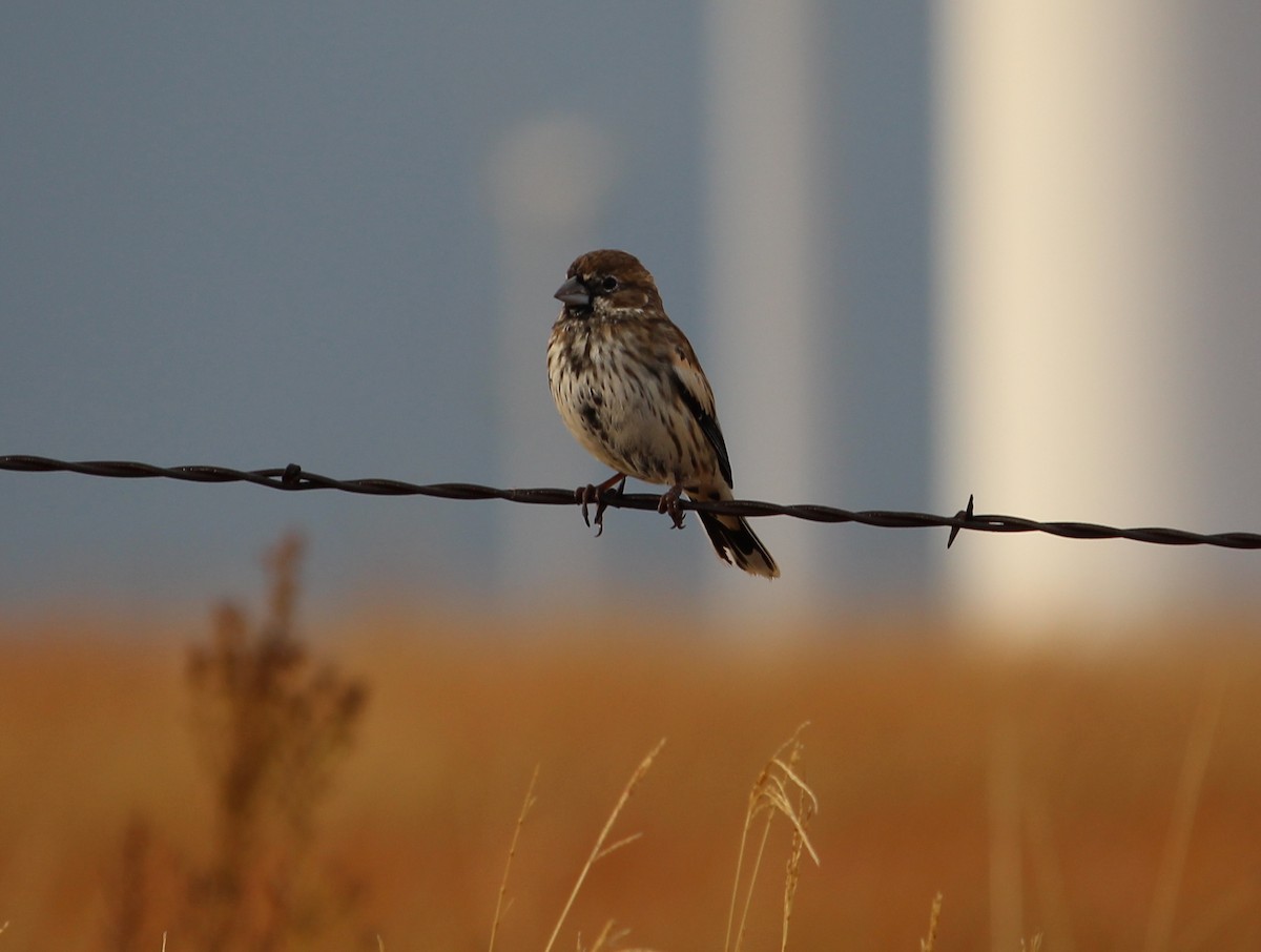 Lark Bunting - Jessie  Brantwein