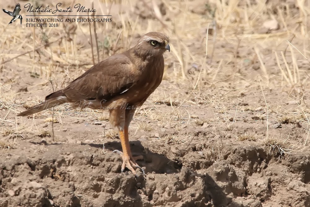 Dark Chanting-Goshawk - ML204924151