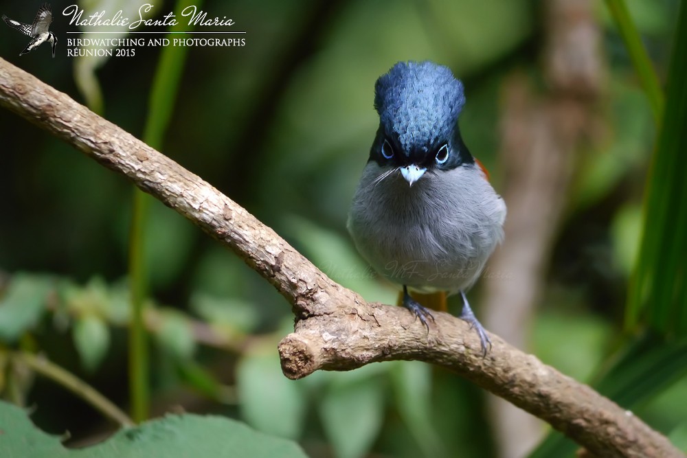 Mascarene Paradise-Flycatcher - ML204924191