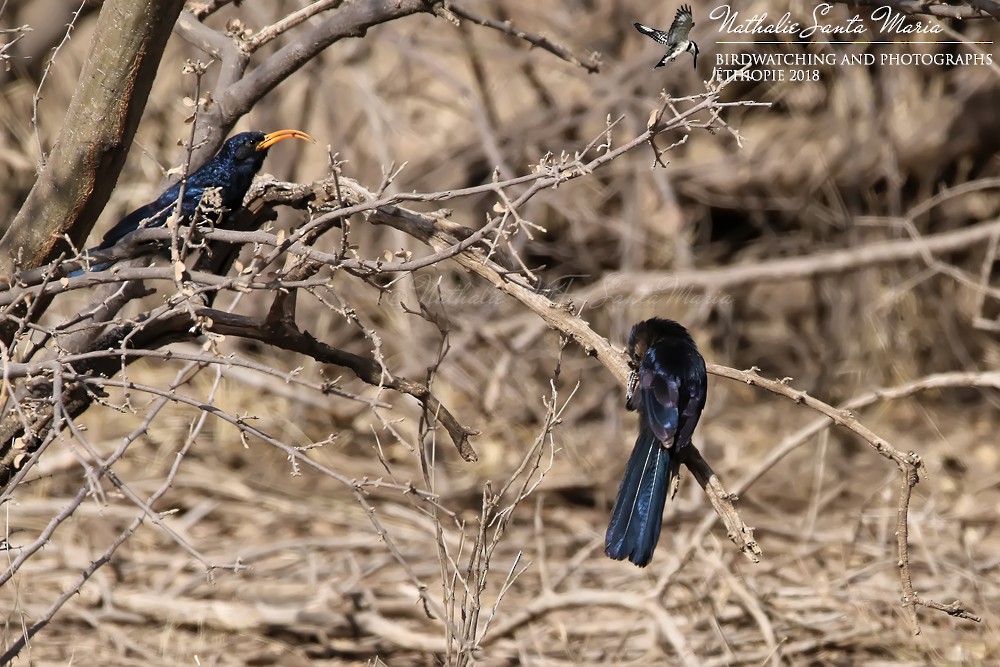 Abyssinian Scimitarbill - ML204924361