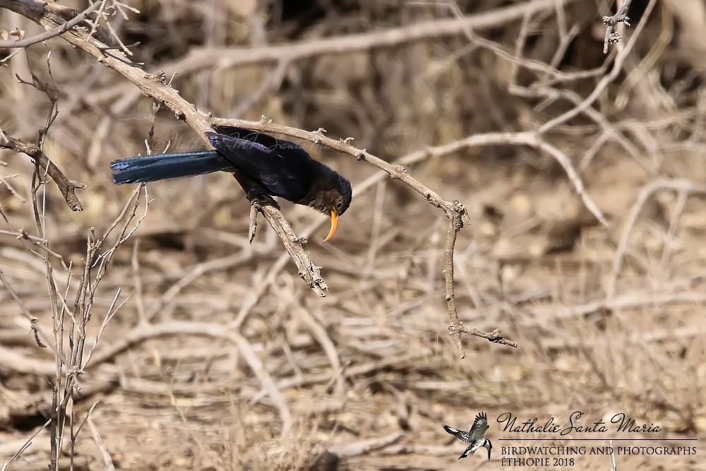 Abyssinian Scimitarbill - ML204924371