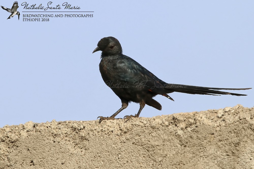 Bristle-crowned Starling - ML204924541