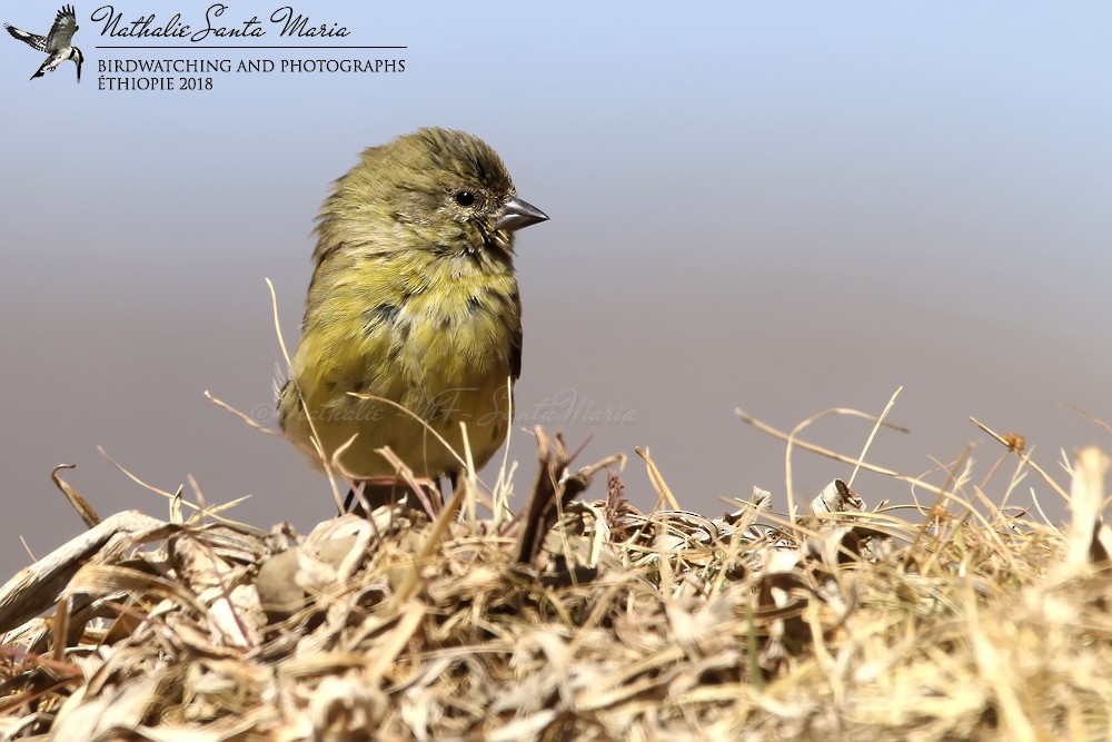 Serin à tête noire - ML204924571