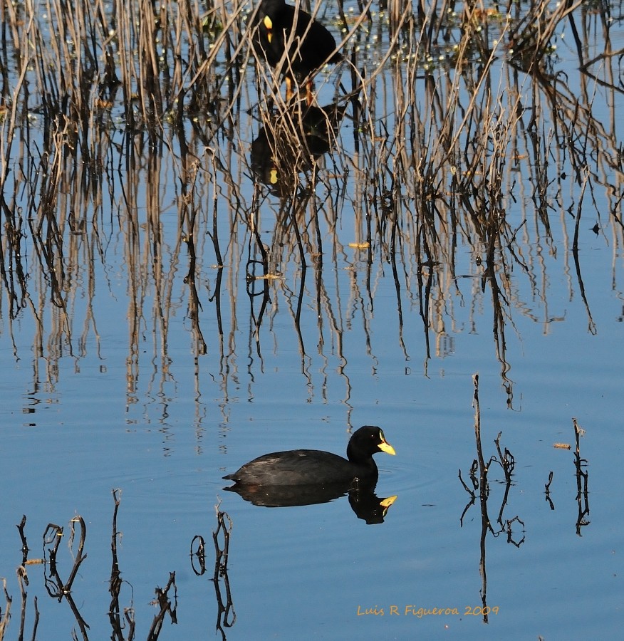 Red-gartered Coot - ML204924731