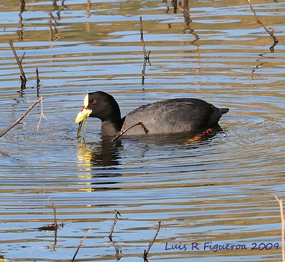 Red-gartered Coot - ML204924751