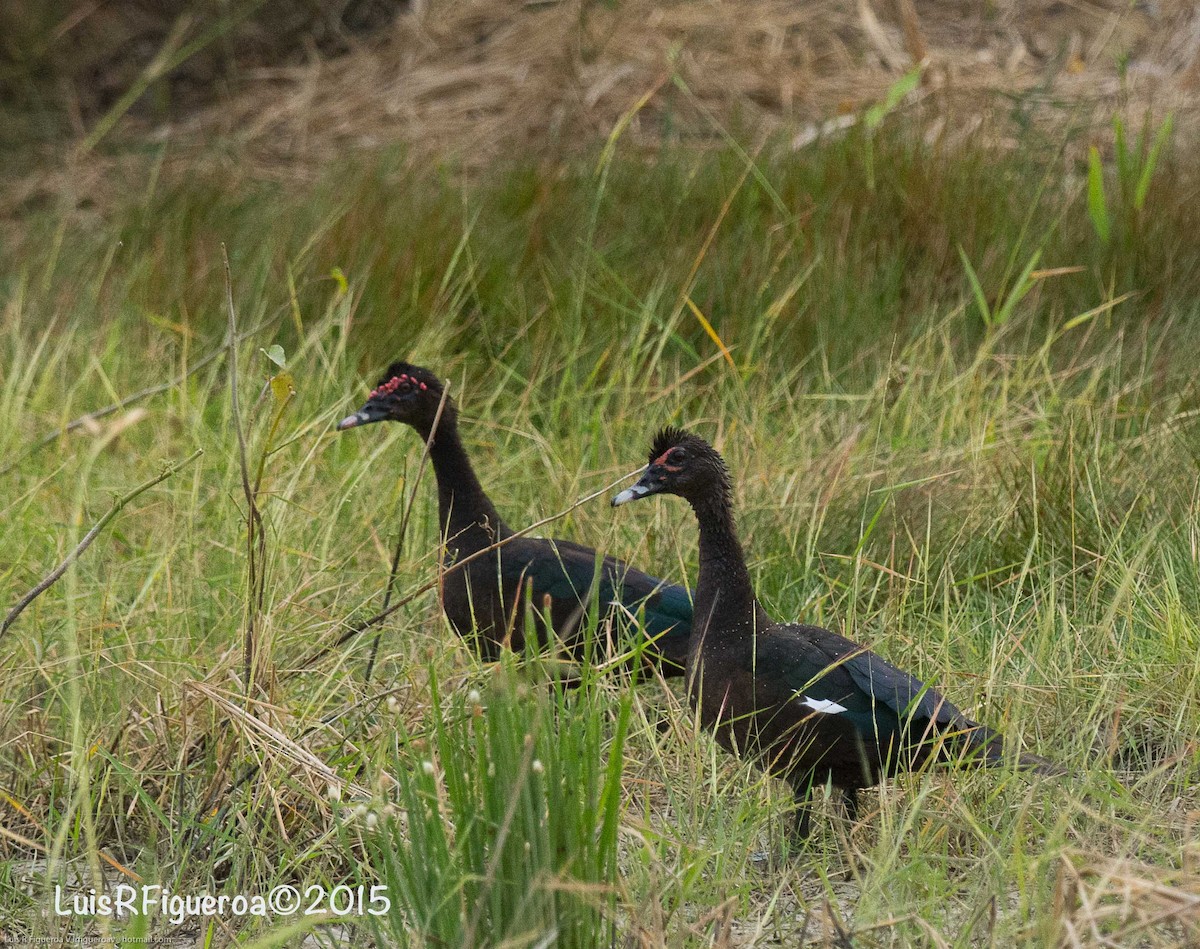 Canard musqué - ML204925341