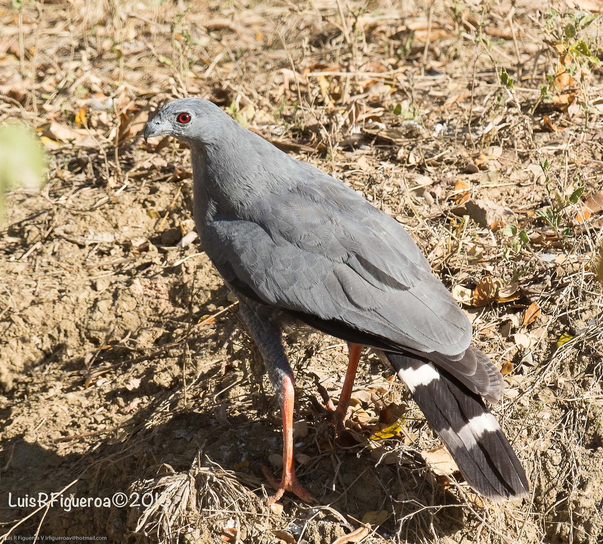 Crane Hawk - ML204925671