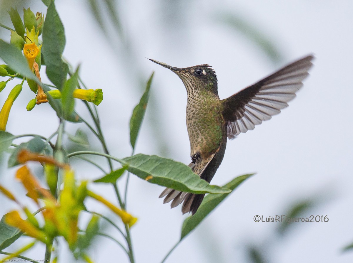 Green-backed Firecrown - ML204925791