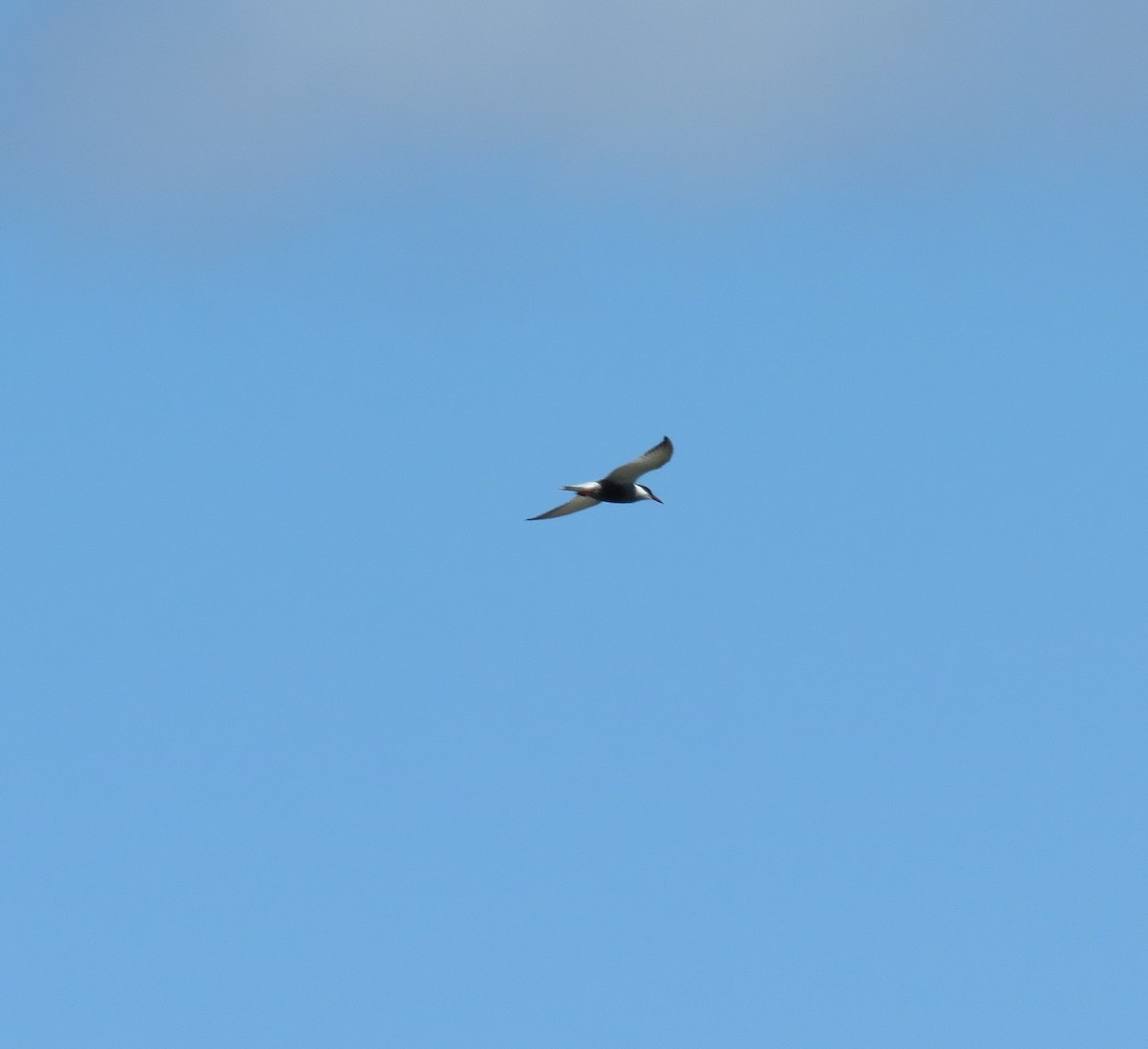 Whiskered Tern - Catherine Hirsch