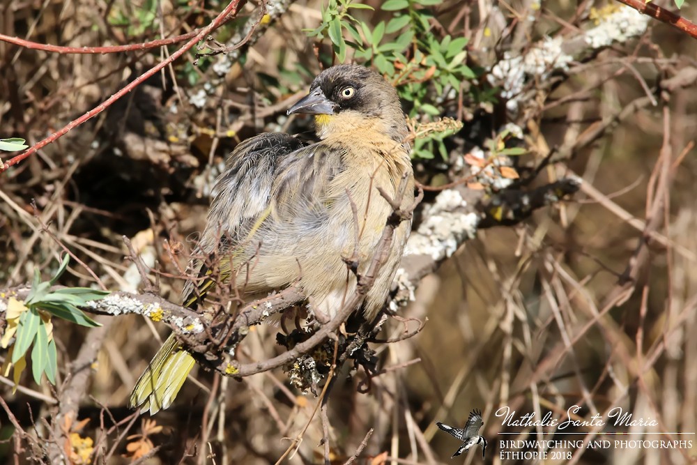 Baglafecht Weaver (Emin's) - ML204926551