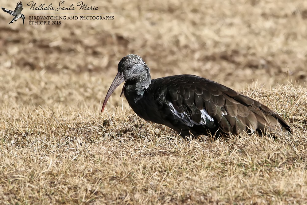 Ibis caronculé - ML204926711