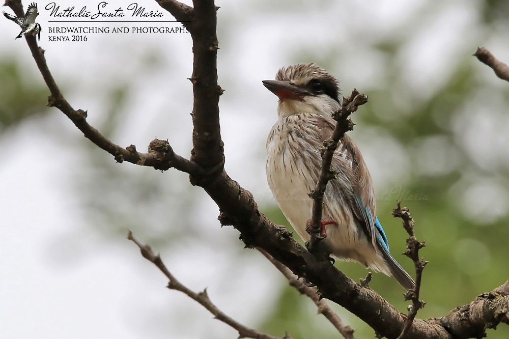 Striped Kingfisher - Nathalie SANTA MARIA