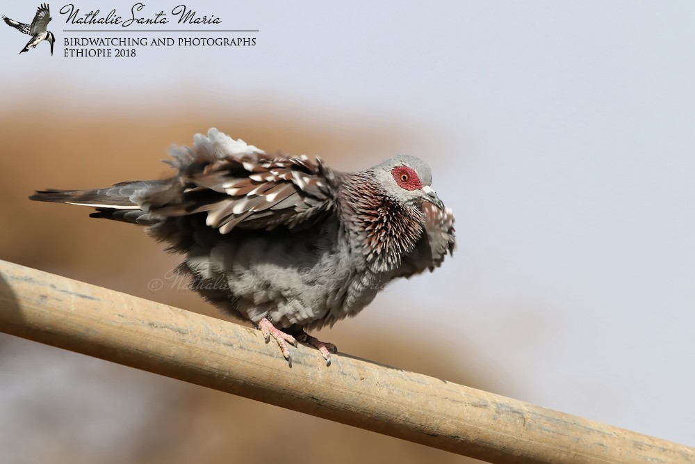 Speckled Pigeon - Nathalie SANTA MARIA