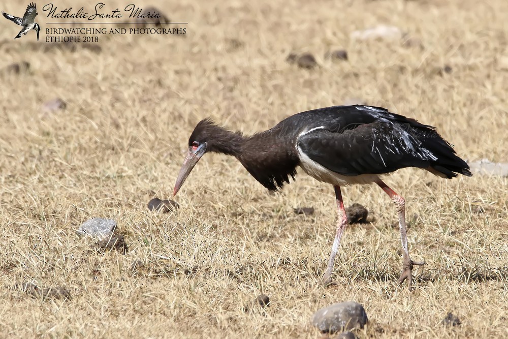 Abdim's Stork - ML204926781