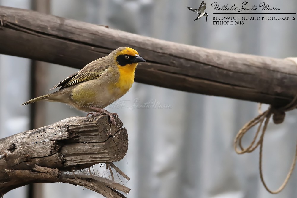 Baglafecht Weaver (Emin's) - Nathalie SANTA MARIA