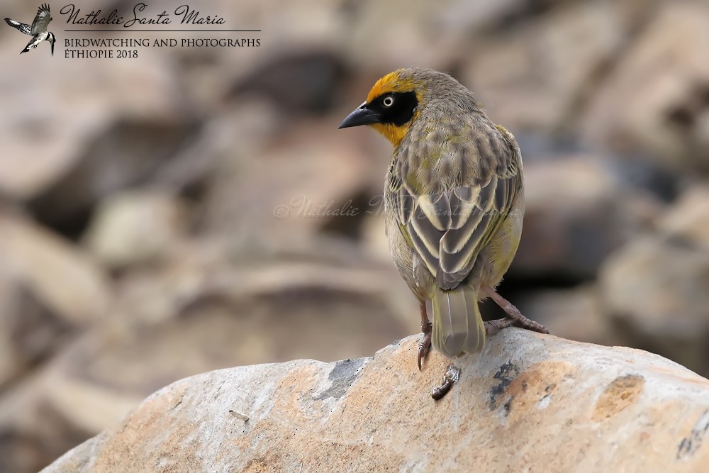 Baglafecht Weaver (Emin's) - Nathalie SANTA MARIA