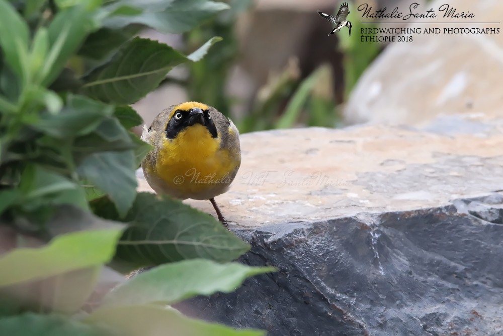 Baglafecht Weaver (Emin's) - Nathalie SANTA MARIA