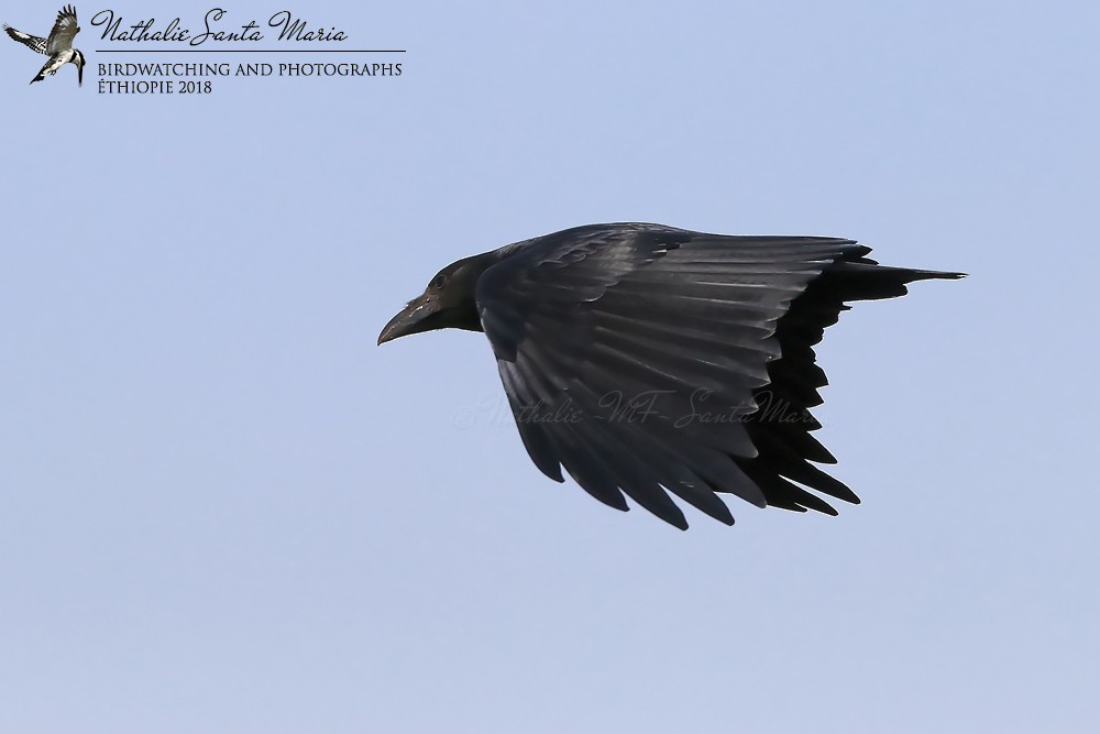 Fan-tailed Raven - Nathalie SANTA MARIA