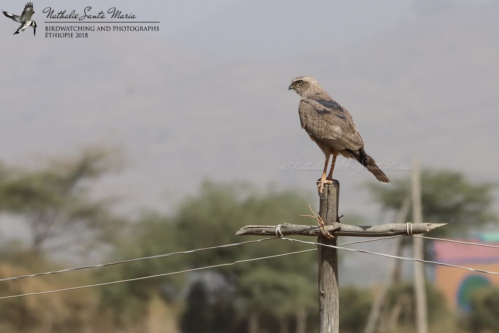 Dark Chanting-Goshawk - ML204927151