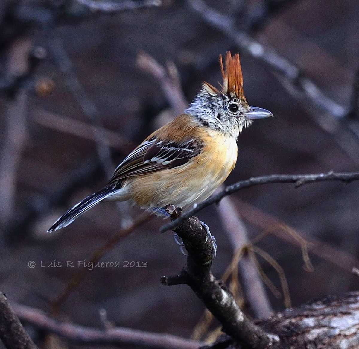 Black-crested Antshrike (Black-crested) - Luis R Figueroa
