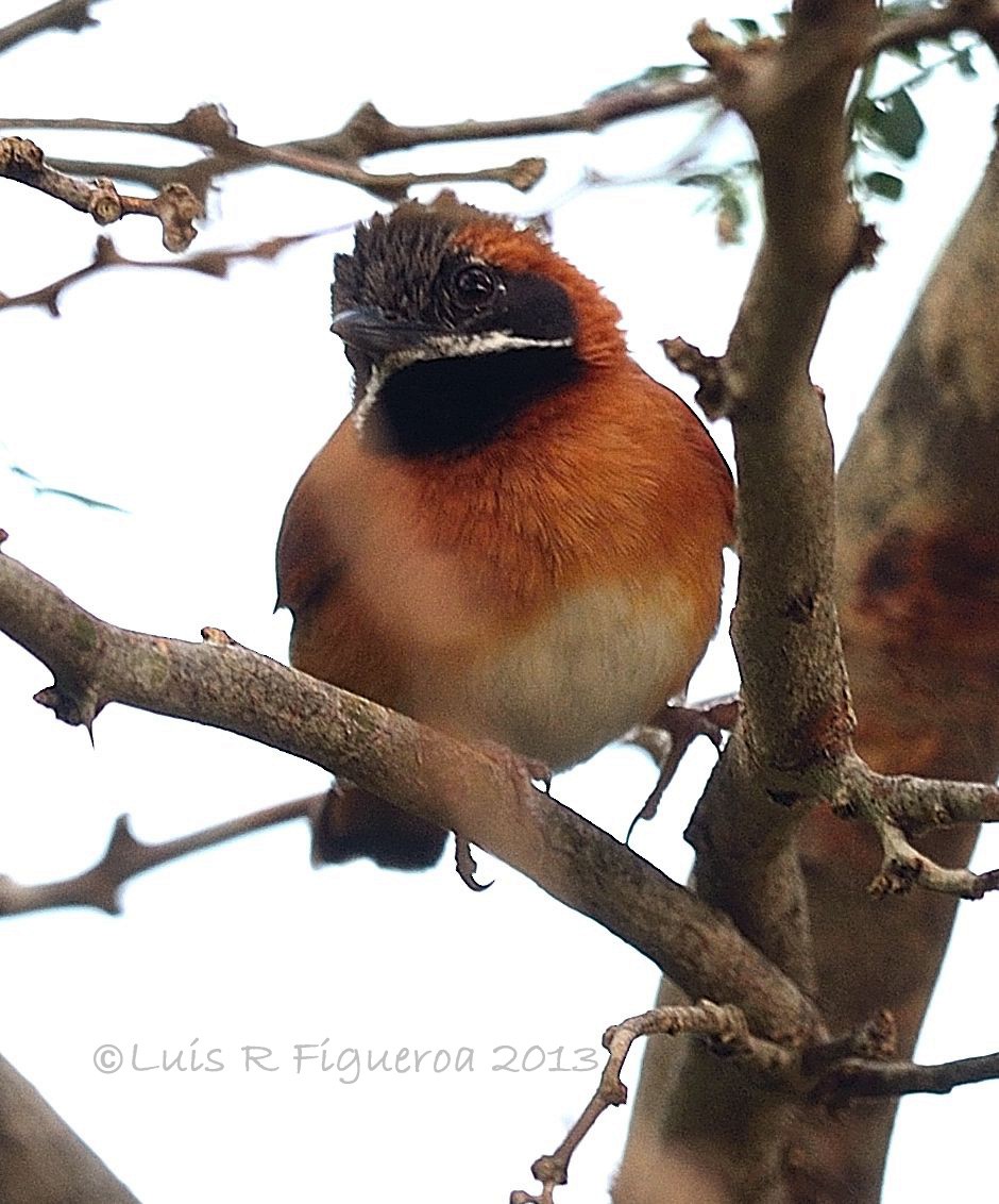 White-whiskered Spinetail - Luis R Figueroa