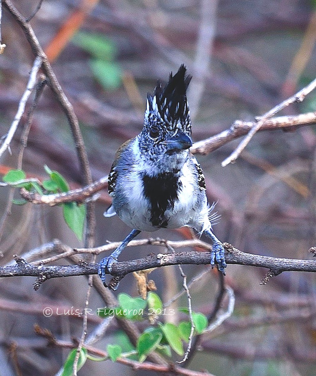 Black-crested Antshrike (Black-crested) - Luis R Figueroa