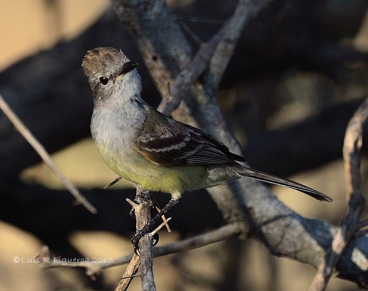 Northern Scrub-Flycatcher - Luis R Figueroa