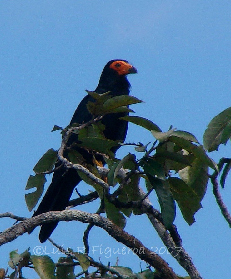 Black Caracara - ML204927561