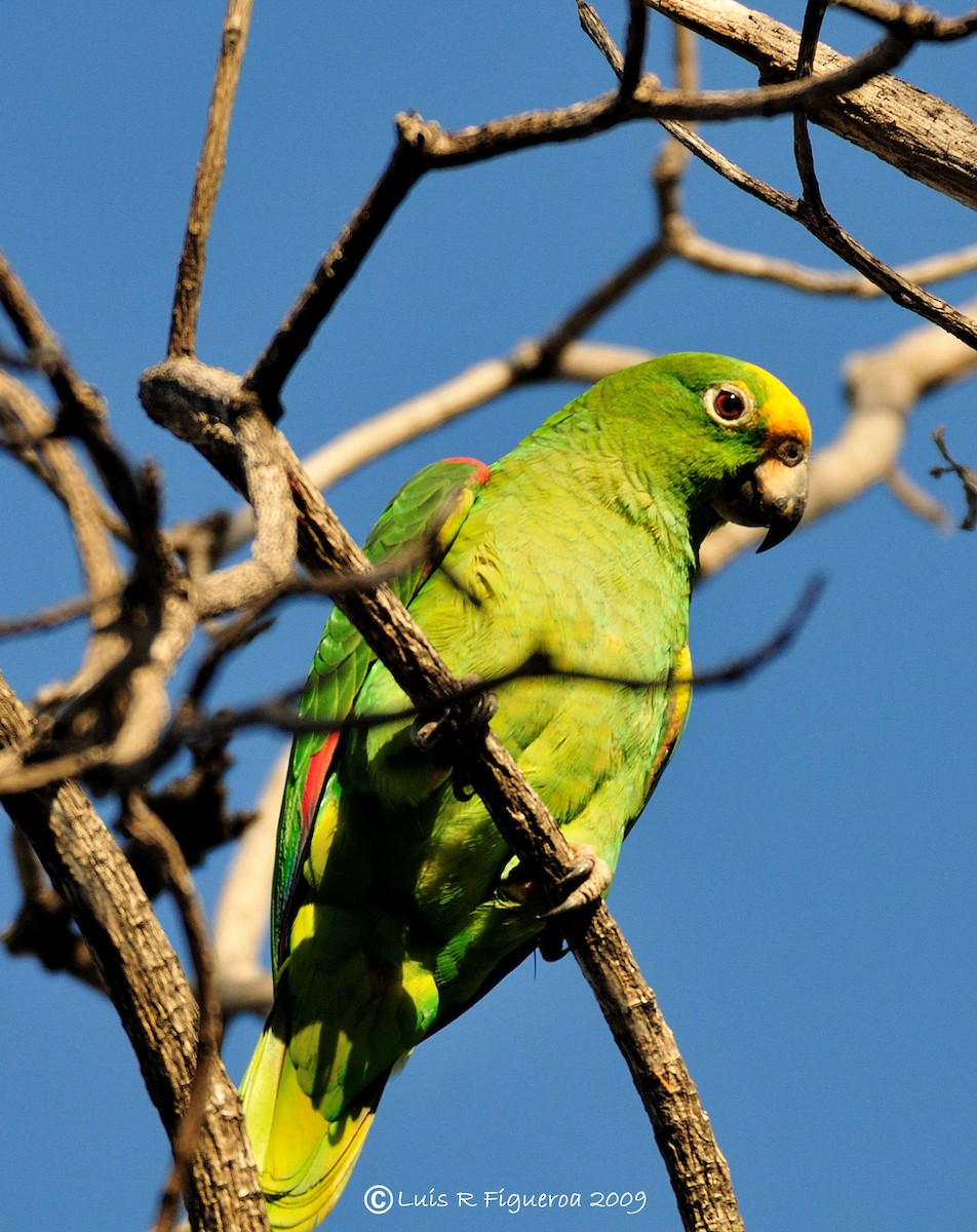 Yellow-crowned Parrot - ML204927681
