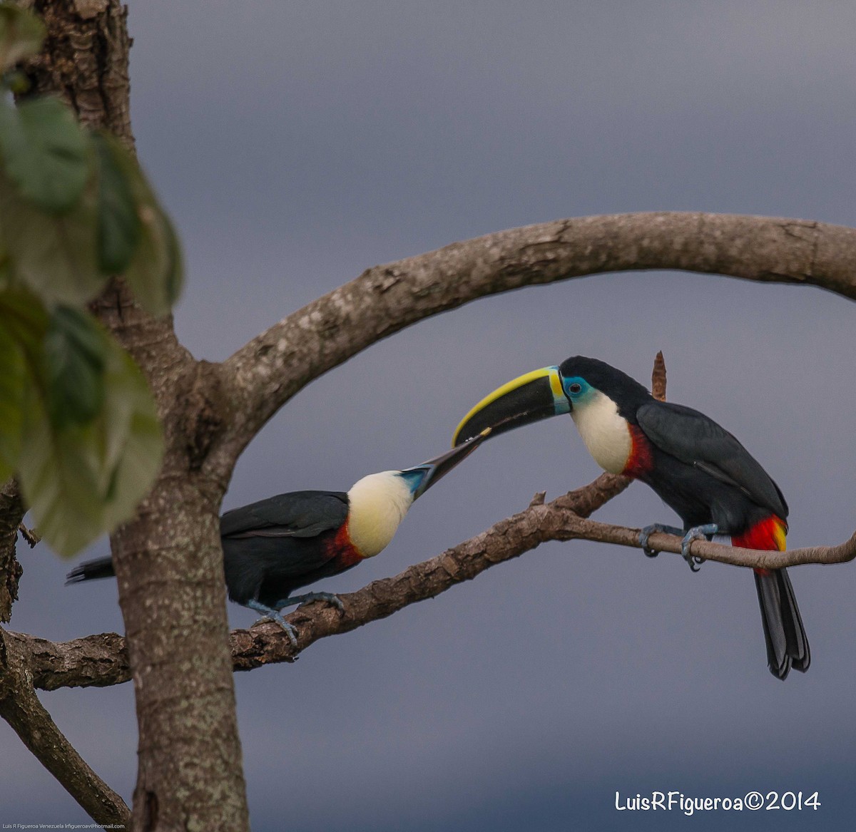 Toucan à bec rouge (cuvieri/inca) - ML204927871