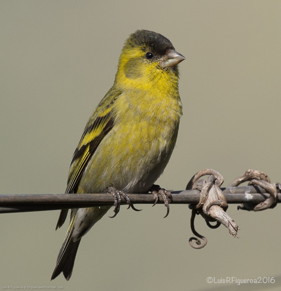 Black-chinned Siskin - ML204928111