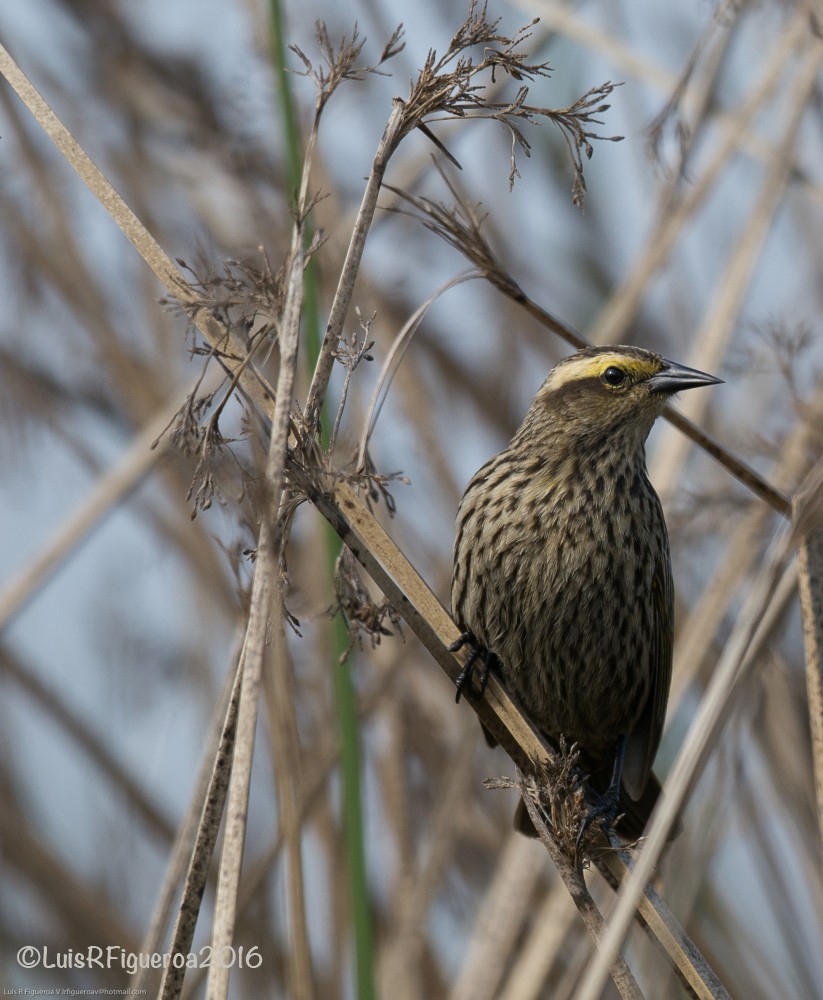 Yellow-winged Blackbird - ML204928121