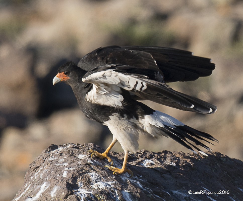 Mountain Caracara - Luis R Figueroa