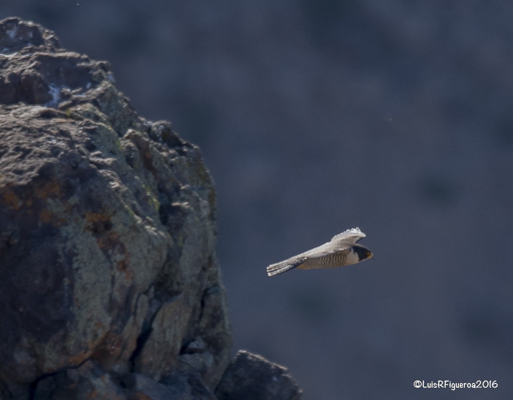 Peregrine Falcon (South American) - ML204928281