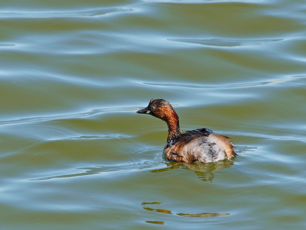 Little Grebe (Little) - ML204928311