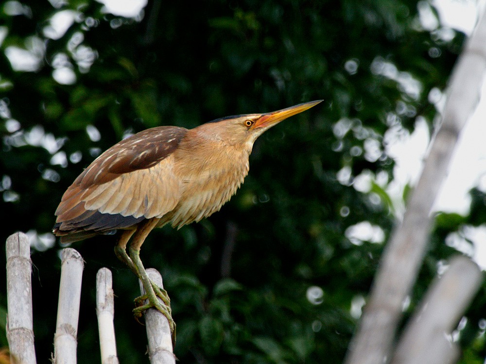 Little Bittern (Little) - Jesus Barreda