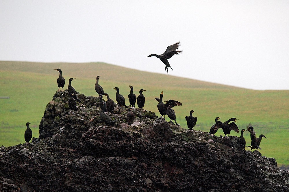 European Shag (Atlantic) - ML204928751
