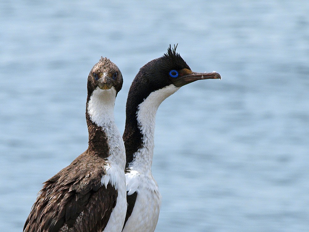 Imperial Cormorant - ML204928761