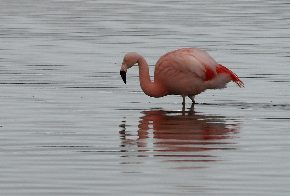 Chilean Flamingo - Jesus Barreda