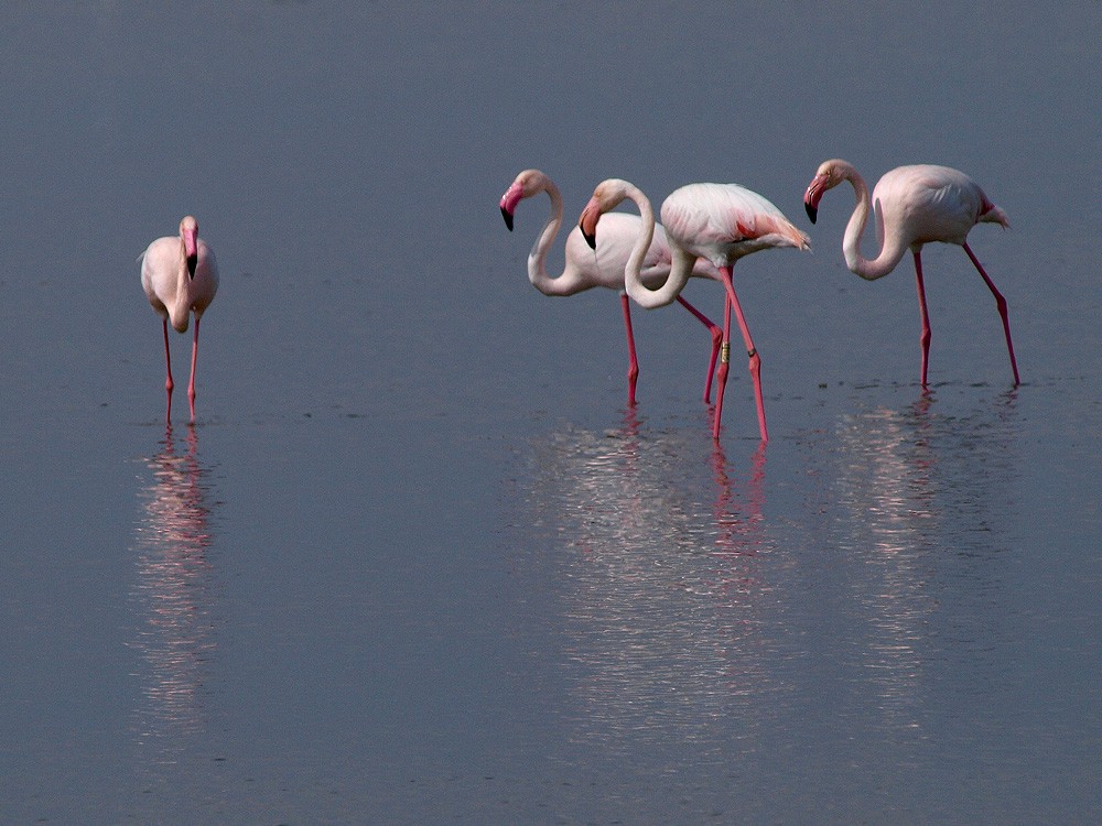 Greater Flamingo - ML204928821