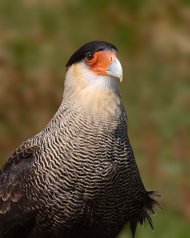 Crested Caracara (Southern) - Jesus Barreda