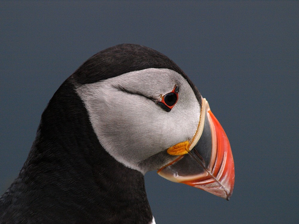 Atlantic Puffin - ML204929031